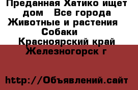 Преданная Хатико ищет дом - Все города Животные и растения » Собаки   . Красноярский край,Железногорск г.